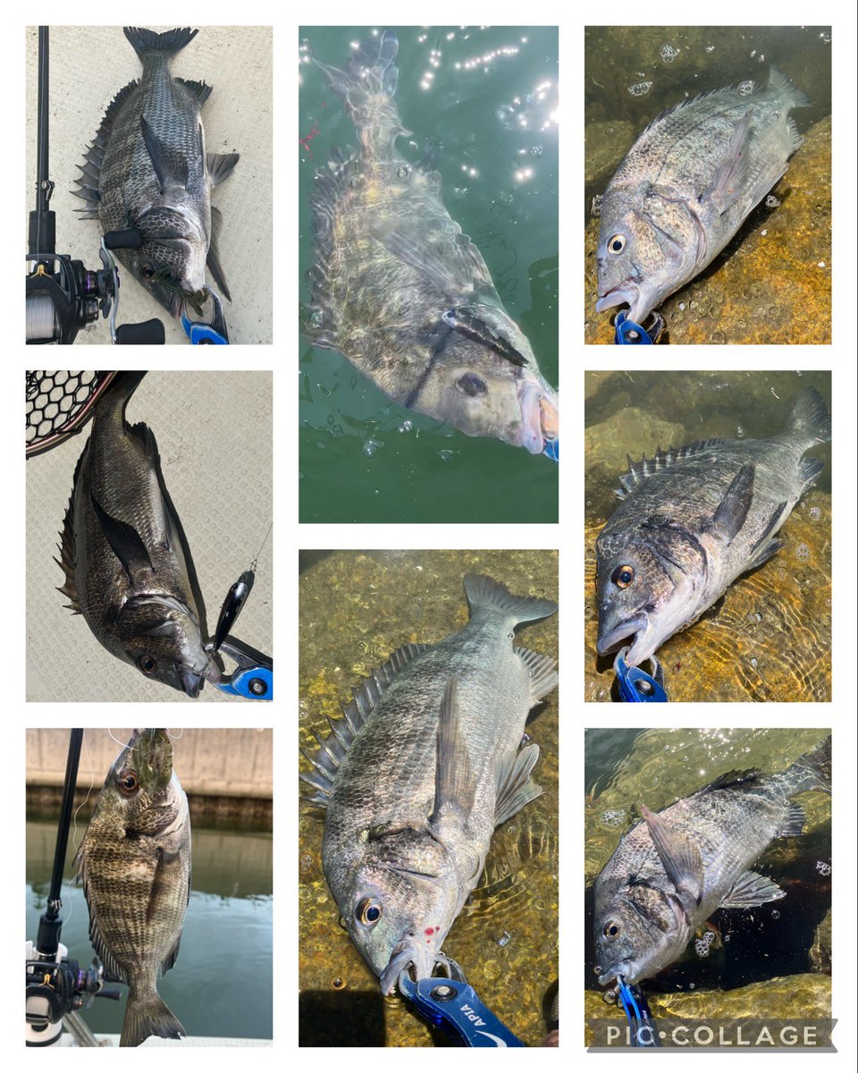 ta_chin_bream's tweet photo. 今日は午前中はボート、昼からはオカッパリ🎣 トップメインでしたがバラしのオンパレードで8枚しかキャッチ出来ませんでした( ; ; )釣り後のニンニクマシマシラーメン最高◎#
#クレイジーフラッパー #チヌトップ #ボートチヌ #アルゴ69 #ARGO69 #GRANDAGEVICE #グランデージヴァイス #APIA #二郎系 https://t.co/wyXdsV2QzB