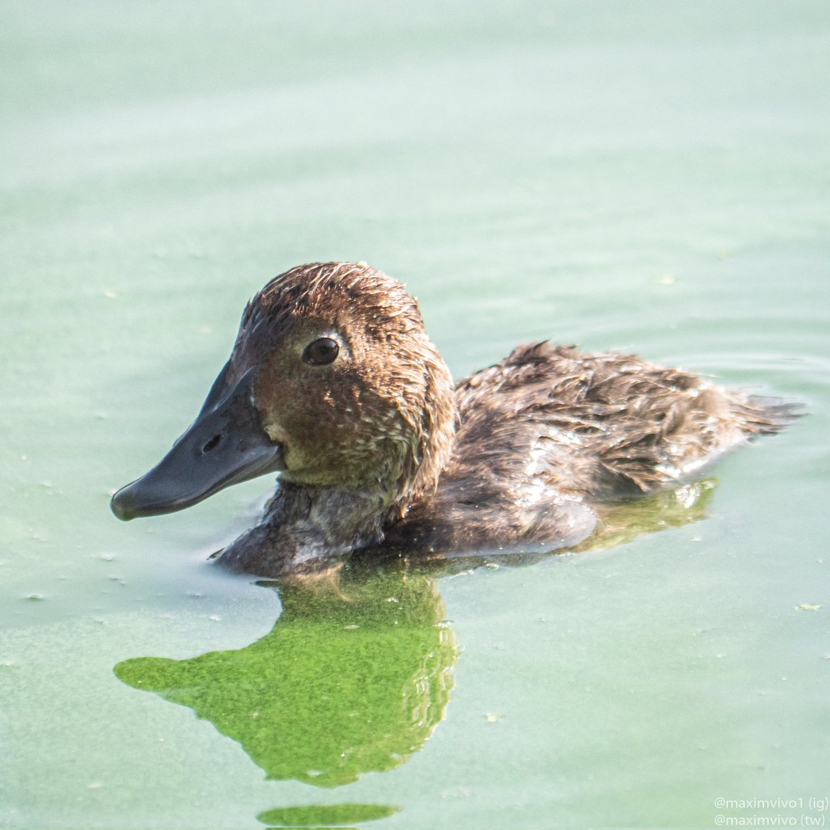 MaximVivo's tweet photo. Ahir al Clot de Galvany vaig poder fotografiar un boix menudet que estava escabussant-se molt propet de mi.

#boix #morellcaproig #porroneuropeo #Aythyaferina #birdwatching #birdphotography
#clotdegalvany https://t.co/81GbCRtBvC