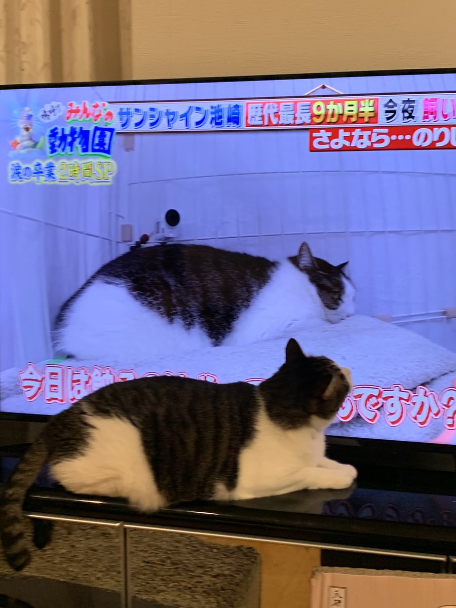 きくみん tweet media