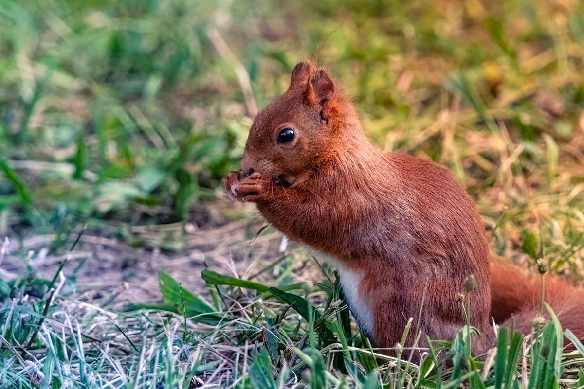Squirrel #squirrel #eichhörnchen #eichhörnchenliebe #squirrelsofinstagram #canon #canonphotography #canondeutschland #sigma #sigma150600 #nature #naturephotography #naturelovers #badenwürttemberg