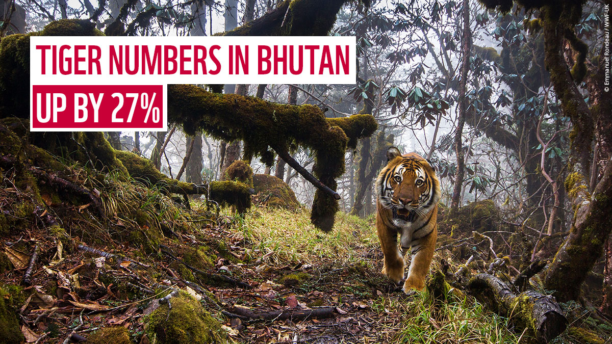 A roaring recovery on #GlobalTigerDay!🐯

Today, the Royal Government of Bhutan revealed tiger numbers in the country have increased from an estimated 103 in 2015, to 131 in 2022! 🙌

This is amazing news for tigers, but there's still lots more to be done to secure their future.