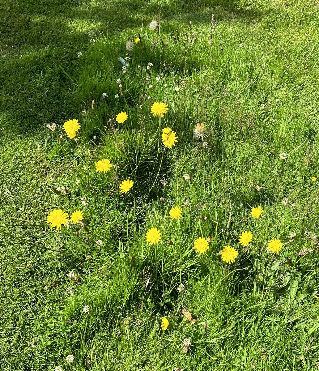 I’ve sprouted another fox-and-cubs and the dandelions are looking nice too 😊

Interestingly fox-and-cubs is native to alpine regions….

What is it doing in the #NorthPenninesAONB 🤔