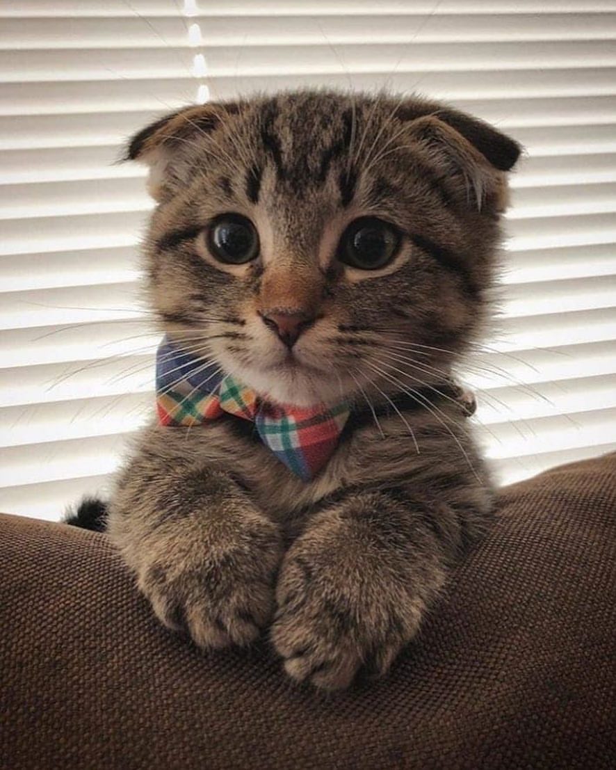 Why you should have a cat (@shouldhavecat) on Twitter photo 