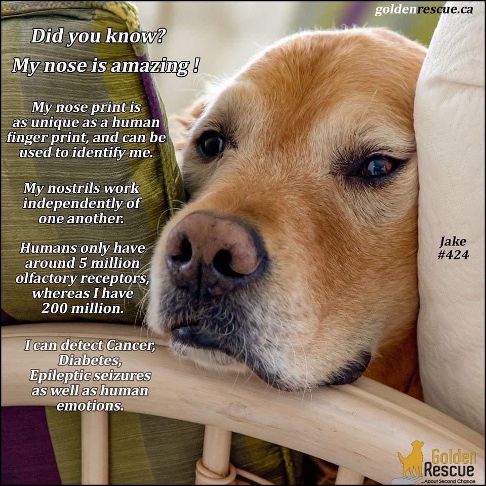 Did you know....?

#goldenretriever #rescuedog #thenoseknows #secondchances