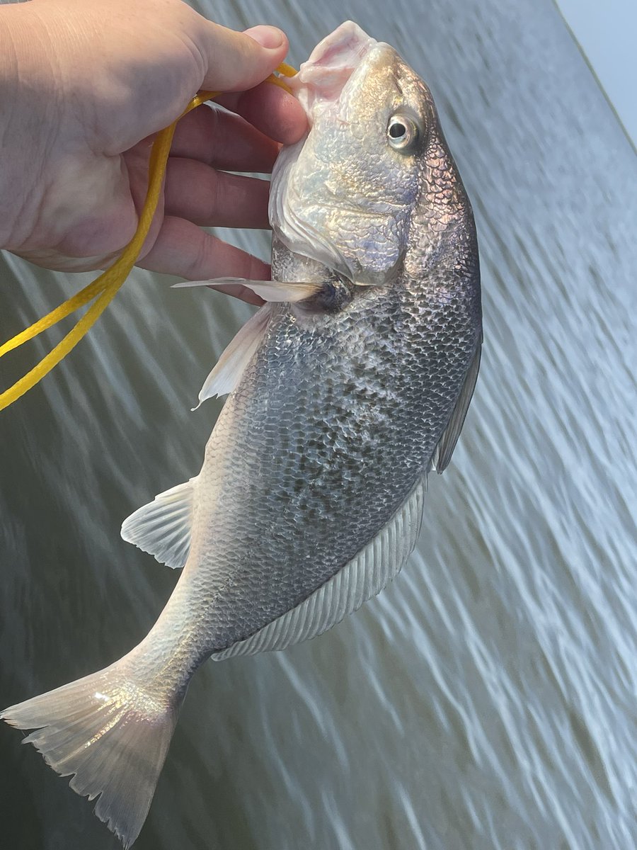 doncap24's tweet photo. @LopezOnSports proof that there is at least one large adult croaker in East Matagorda Bay still. #catchandrelease Another guy said he caught a bunch of big ones this week. https://t.co/iLy2LPIbjz