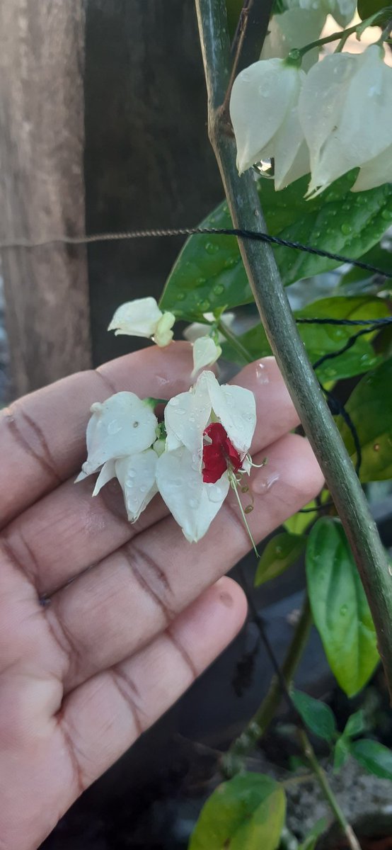 Con un corazón sangrante por mi humanidad caída puedo agradecer lo bueno y fiel que es Dios por todos sus juicios., por la grandeza de sus maravillas.