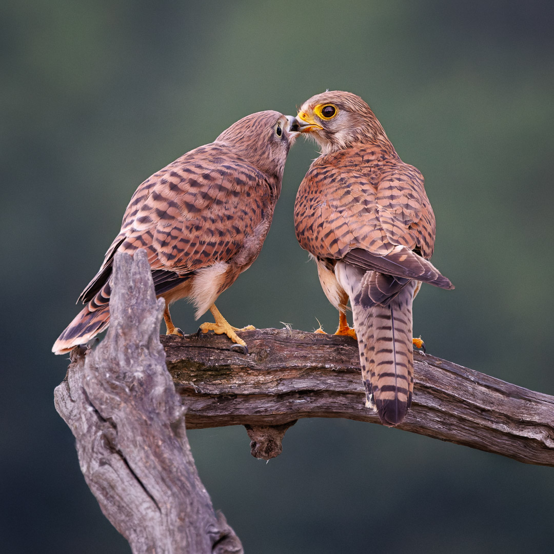 ChrisBournPhoto's tweet photo. 𝘼 𝙈𝙤𝙩𝙝𝙚𝙧'𝙨 𝙇𝙤𝙫𝙚
#kestrel #kestrelss #kestrelsofinstagram #raptor #raptorsofinstagram #eliteraptors #birdphotography #wildlifephotography #bird #birding #bestbirdshots #nuts_about_birds #your_best_birds #earthfocus #bird_brilliance #bbcwildlifemagazine #canonuk https://t.co/lpLPsK9Bc9
