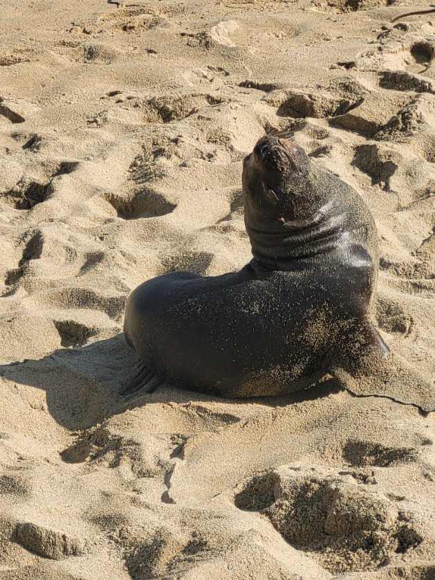 romychristo's tweet photo. @sernapesca foca en Playa de viña. Frente edificios coraceros y uds atienden de lunes a viernes https://t.co/mLlyxCPcxY