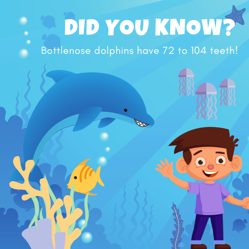 bumps_bottom's tweet photo. That is a BIG smile!😀

#BottomBumps #EddieAndTheBumps #dolphinfact #Fact #KidsGame #FactsforKids #InterestingFact #MobileGame 🐬 https://t.co/wRT8aUXwCS