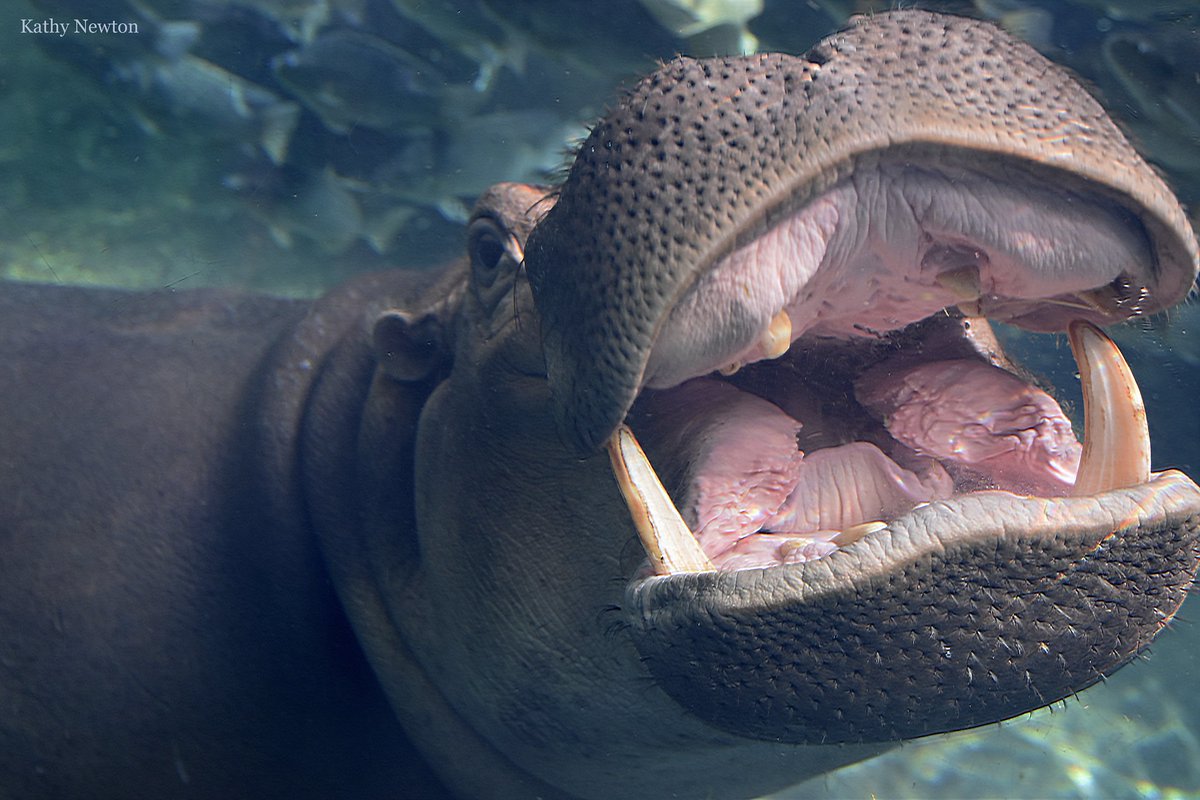 Big smiles from Miss Fiona! Fiona is on Cameo: cameo.com/fionathehippo