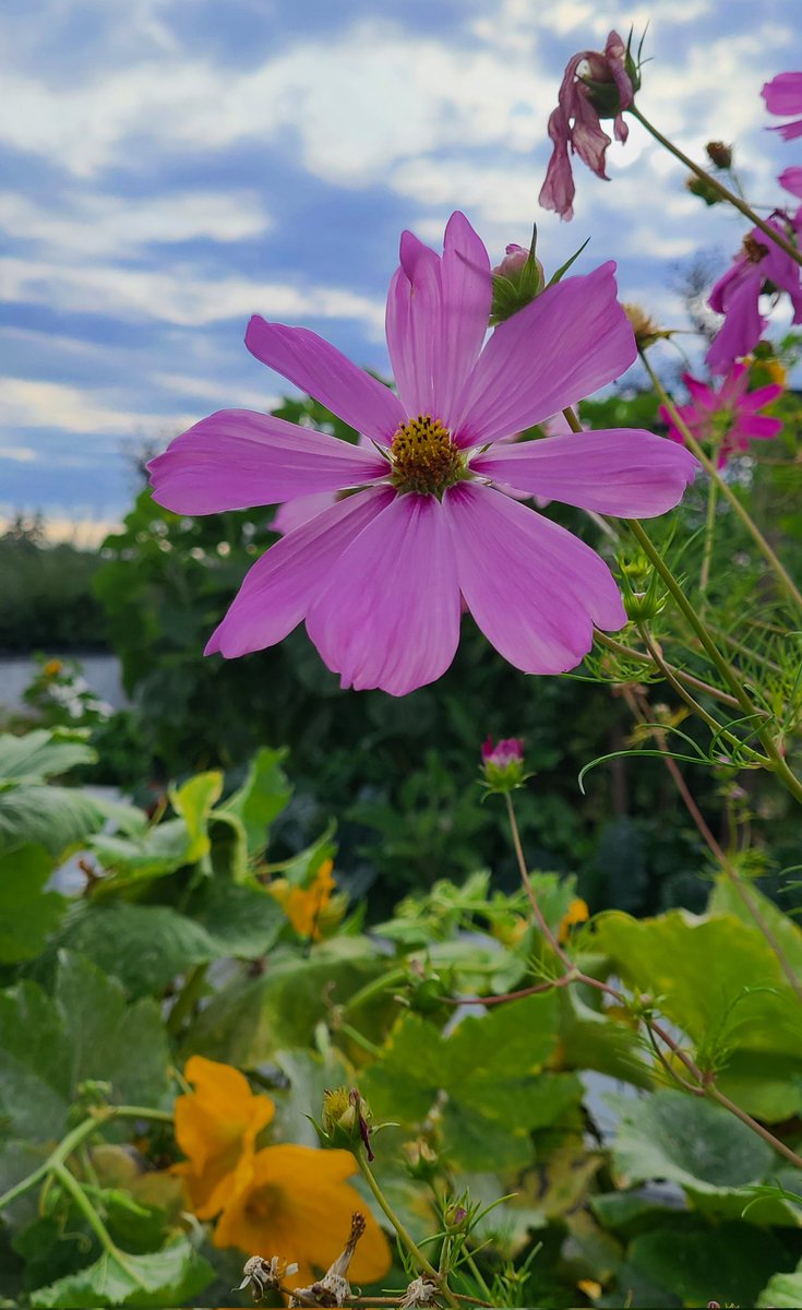 howyougo's tweet photo. Good morning Saturday! #goodmorning #Saturdaylicious #bcstorm #Saturday #Vancouver #mousemelons #bee #clouds #July #StormHour #westcoast #summerinthecity #gardenboxes #shareyourweather https://t.co/FXyCU0bSNw