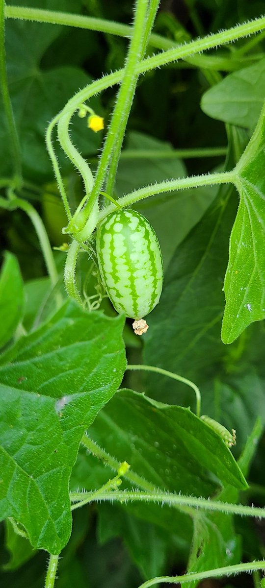 howyougo's tweet photo. Good morning Saturday! #goodmorning #Saturdaylicious #bcstorm #Saturday #Vancouver #mousemelons #bee #clouds #July #StormHour #westcoast #summerinthecity #gardenboxes #shareyourweather https://t.co/FXyCU0bSNw