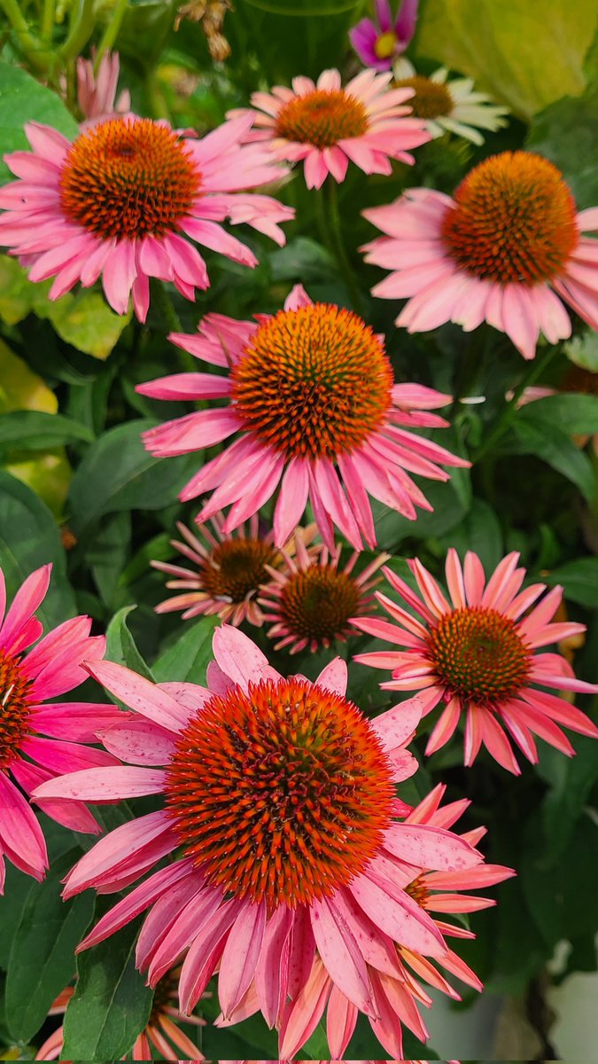 howyougo's tweet photo. Good morning Saturday! #goodmorning #Saturdaylicious #bcstorm #Saturday #Vancouver #mousemelons #bee #clouds #July #StormHour #westcoast #summerinthecity #gardenboxes #shareyourweather https://t.co/FXyCU0bSNw
