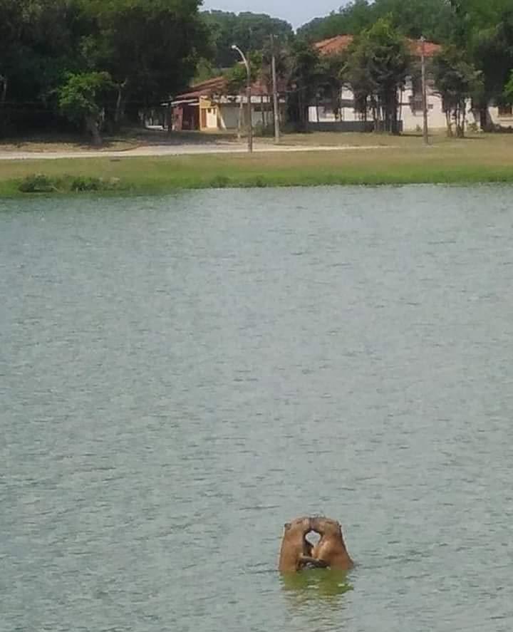 CAPYBARA MAN tweet media