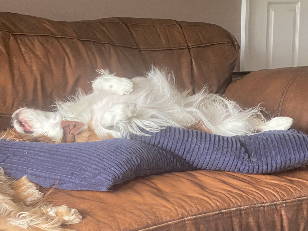 simonhpirie's tweet photo. This dog sleeps like it is possibly ill.
Stupid things snores like this too..
#kingcharles #cavvy #cavalier https://t.co/Y6Nh0uYMYb