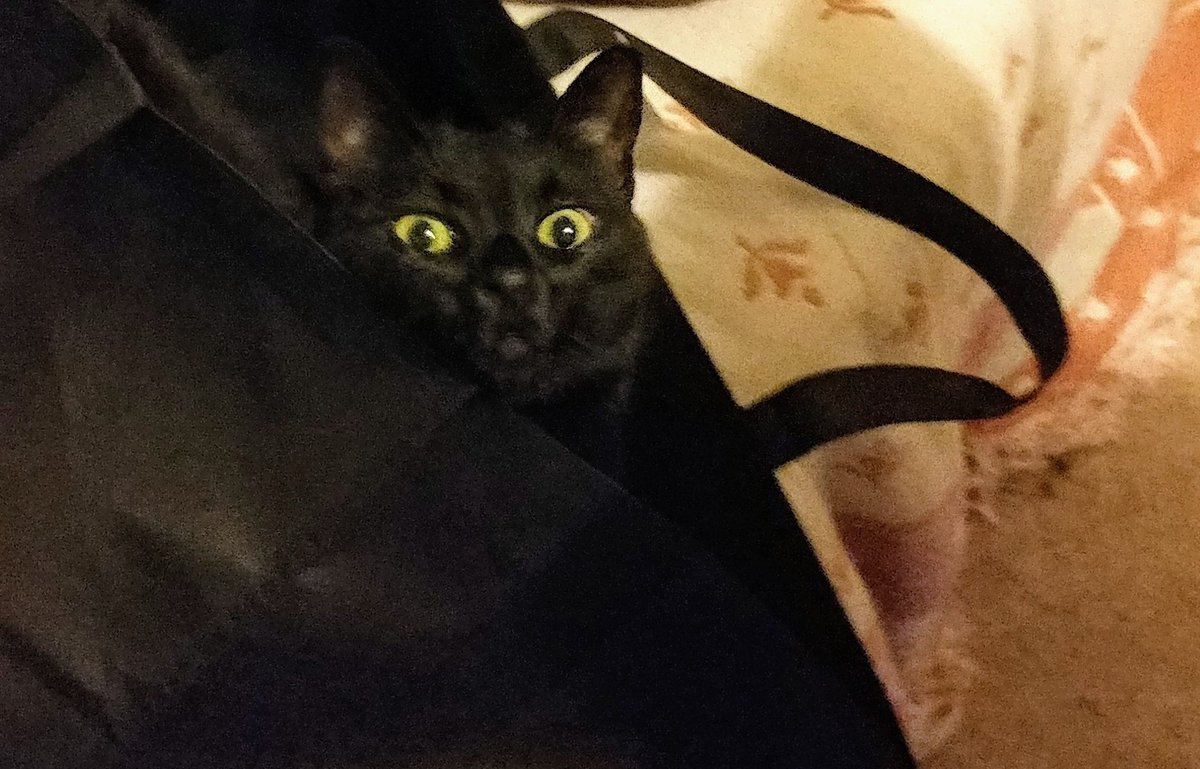dollierot's tweet photo. I love how black cats really do love things that match their fur. So cute! (This photos s'more that 2 years or, but it's still a favorite of mine.) 🤣😅😂 #cats #blackcats https://t.co/HQMKgx1FQ3