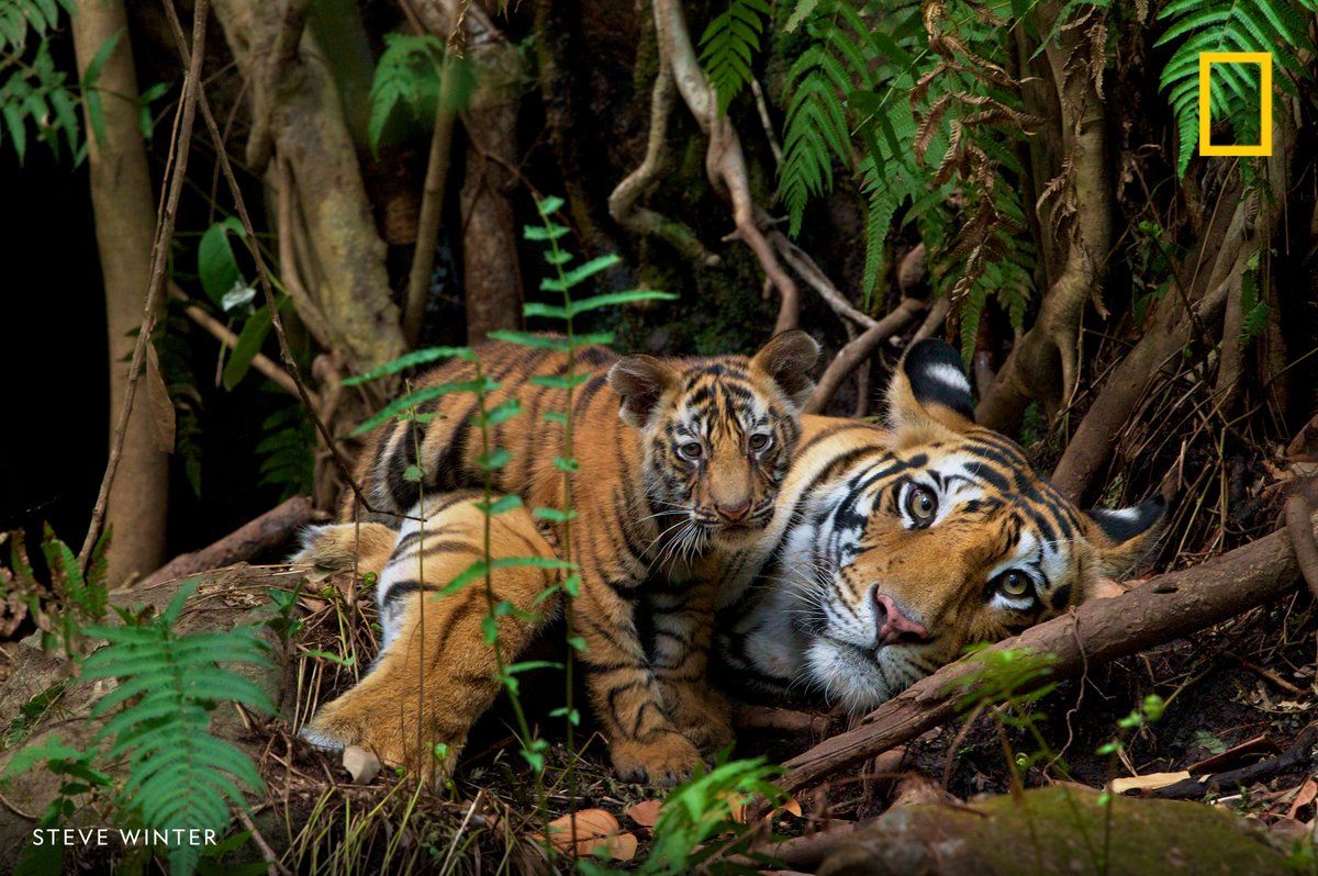 Happy #InternationalTigerDay! A mother tiger rests with her two-month-old in Bandhavgarh National Park, India