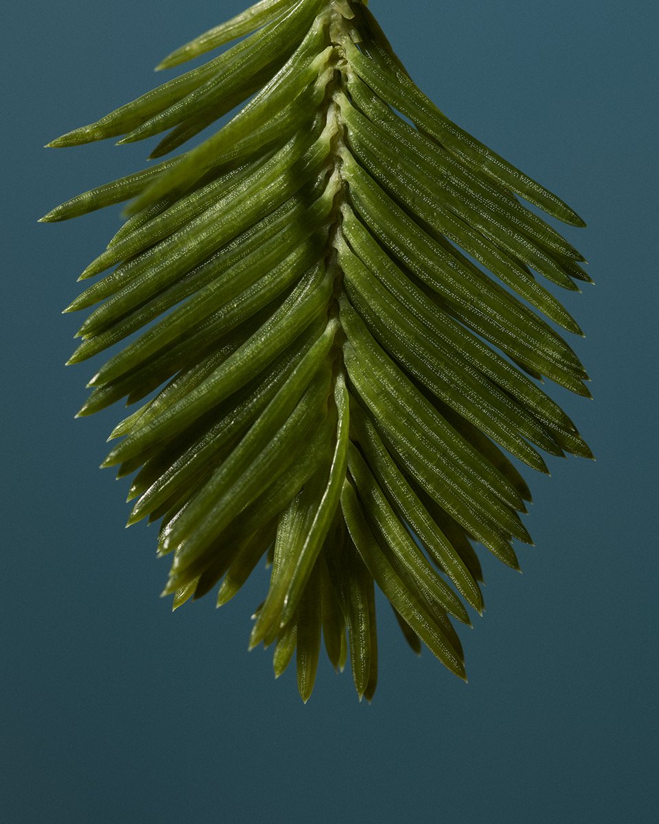 Spruce imparts a distinct and refreshing flavor to our spirits. The needles and young shoots of spruce trees contain essential oils and aromatic compounds that contribute a resinous, citrusy, and slightly sweet taste to the spirit.