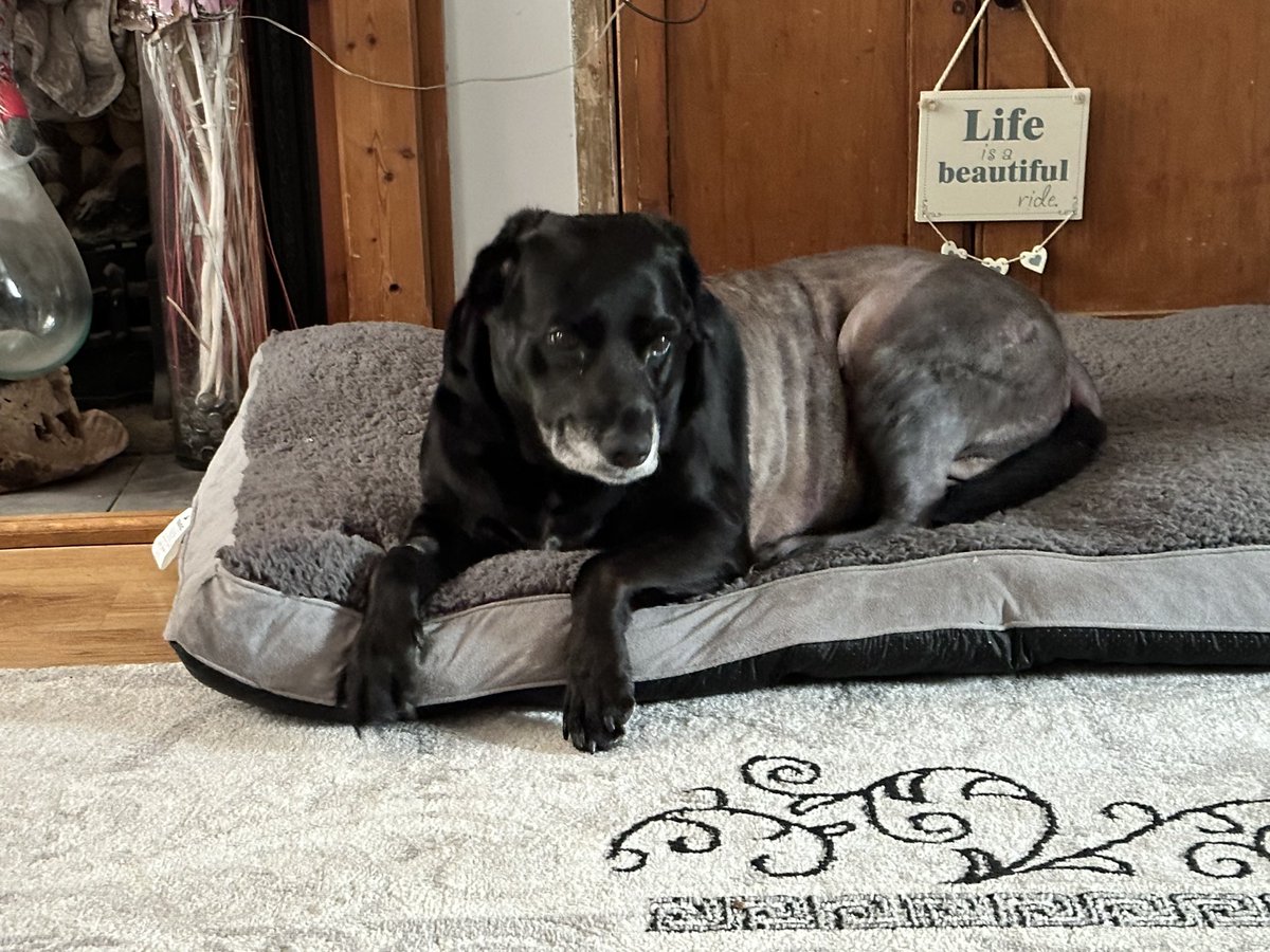 My Rosie after her op.. she’s got another one in 3 weeks,