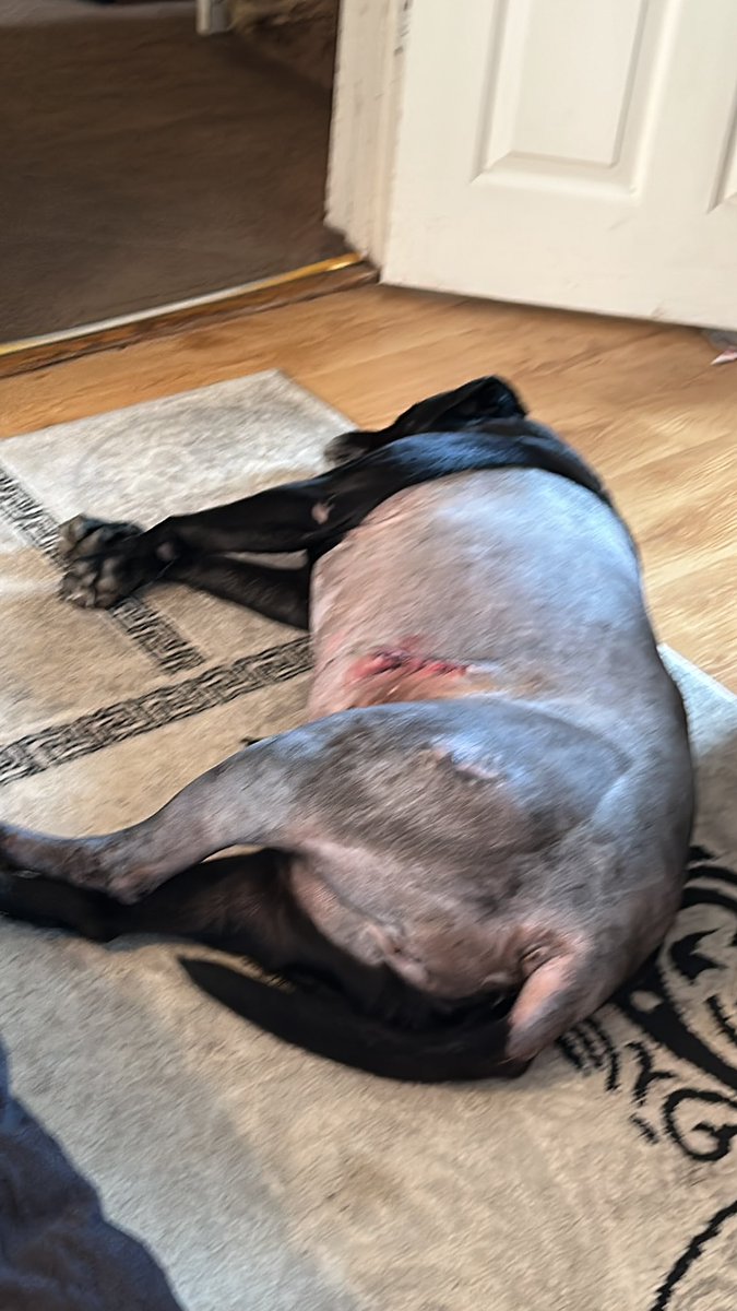 Angellla72's tweet photo. My Rosie after her op.. she’s got another one in 3 weeks, https://t.co/7T16egwlIf
