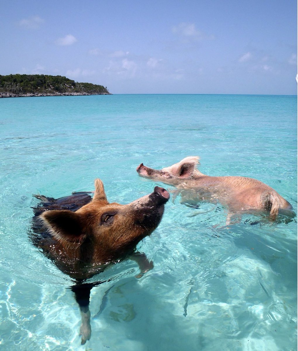 I’ve been trying decide on Cruise Caribbean Islands (I ve not been to ) or Memphis / New Orleans / Gracelands. …. Then I had a curve ball land in the shape of Bahamas &amp; Visit Piggy island … Yep Feb 2024 this Little Piggie is off to Bahamas and Piggy island ….