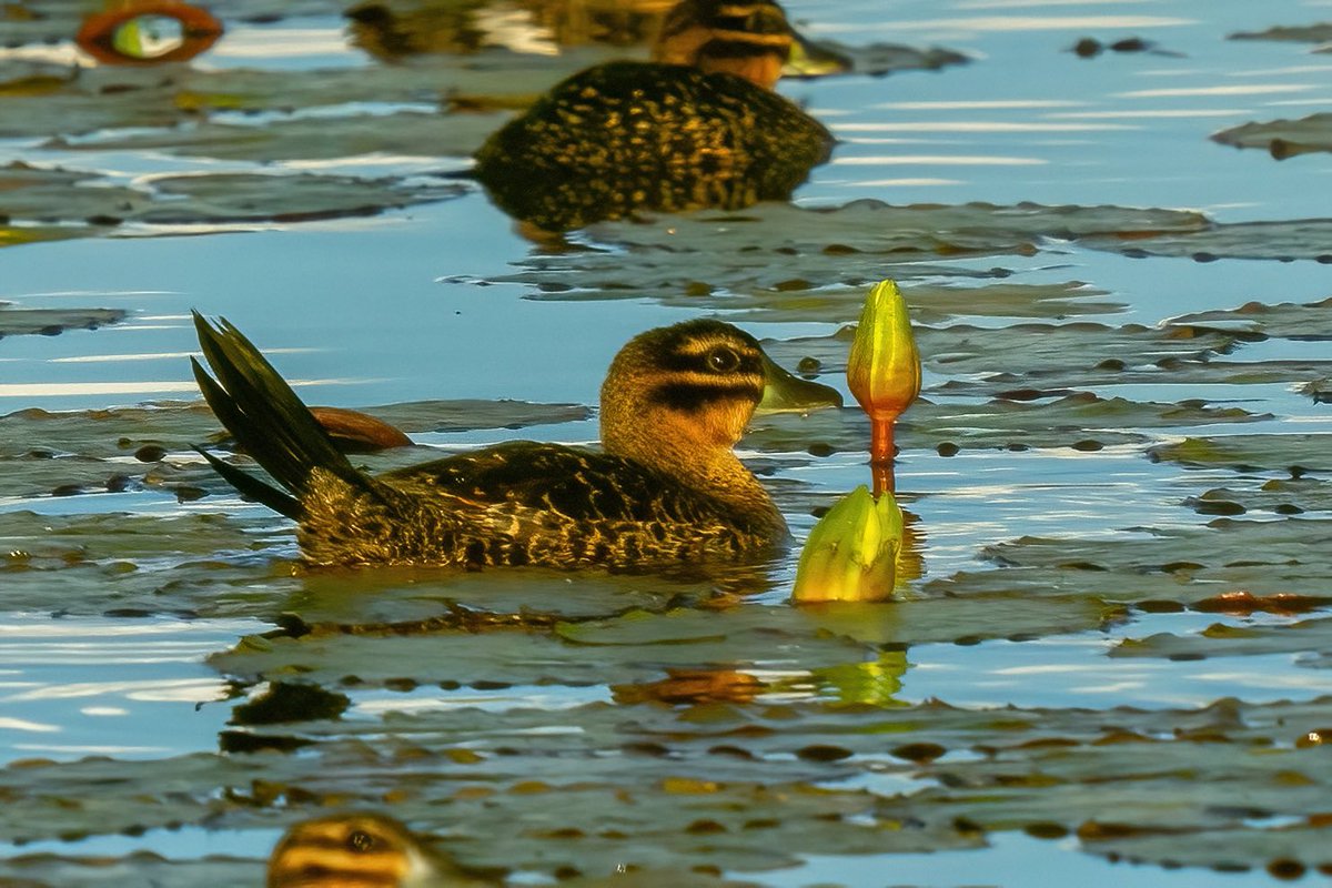 mitoGFP's tweet photo. Yellow-billed teal, Cinnamon teal, Masked duck female and male #BirdsSeenIn2023 #birding #BirdTwitter @inaturalist #Birdsofperu #birds #BirdsOfTwitter #birdphotography #peru #perubirds #avesdelperu #birdsofinstagram #birdwatching #duck #teal #maskedduck https://t.co/nw8wlkgRBf