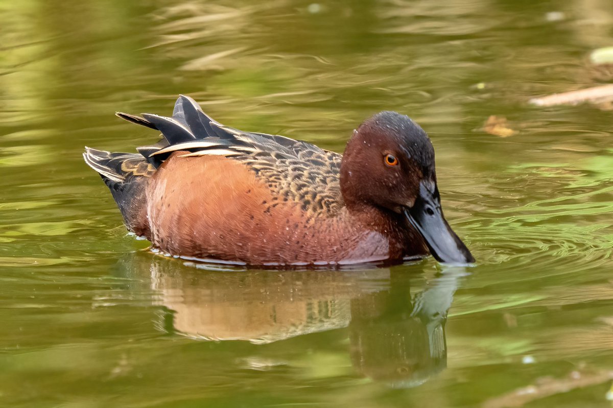 mitoGFP's tweet photo. Yellow-billed teal, Cinnamon teal, Masked duck female and male #BirdsSeenIn2023 #birding #BirdTwitter @inaturalist #Birdsofperu #birds #BirdsOfTwitter #birdphotography #peru #perubirds #avesdelperu #birdsofinstagram #birdwatching #duck #teal #maskedduck https://t.co/nw8wlkgRBf