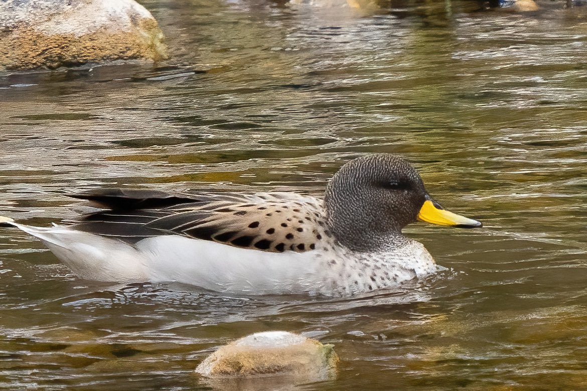 mitoGFP's tweet photo. Yellow-billed teal, Cinnamon teal, Masked duck female and male #BirdsSeenIn2023 #birding #BirdTwitter @inaturalist #Birdsofperu #birds #BirdsOfTwitter #birdphotography #peru #perubirds #avesdelperu #birdsofinstagram #birdwatching #duck #teal #maskedduck https://t.co/nw8wlkgRBf