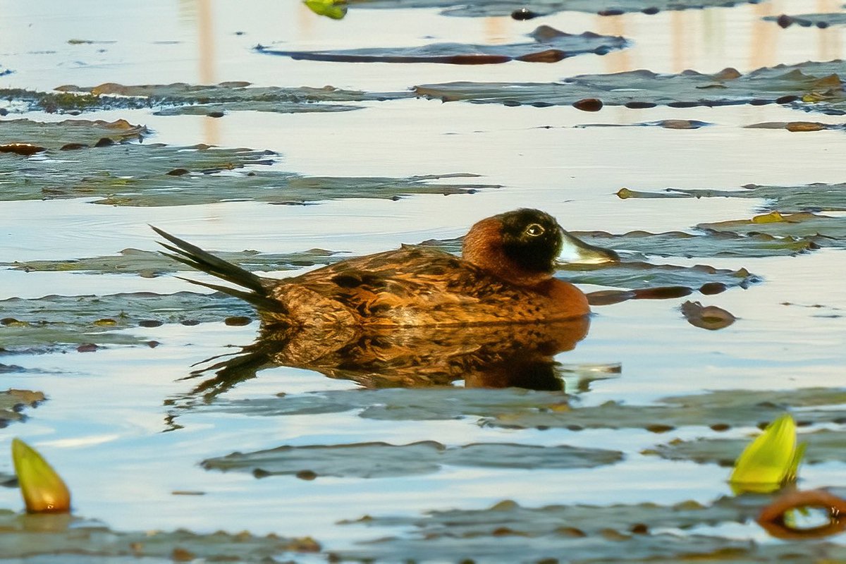 mitoGFP's tweet photo. Yellow-billed teal, Cinnamon teal, Masked duck female and male #BirdsSeenIn2023 #birding #BirdTwitter @inaturalist #Birdsofperu #birds #BirdsOfTwitter #birdphotography #peru #perubirds #avesdelperu #birdsofinstagram #birdwatching #duck #teal #maskedduck https://t.co/nw8wlkgRBf
