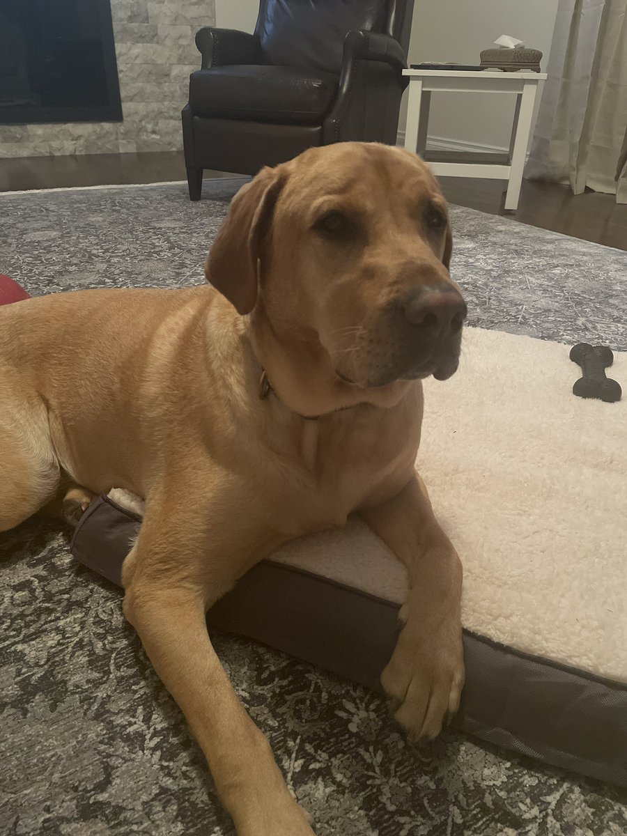 I got a dream job offer that I had to turn down because they revoked remote work and said I’d have to move to SF. (nope) The day I declined it a friend was helping rescue a dog. The dog seemed sad and I was sad. So now I’m proud a dog mom instead of a proud FAANG #UXR (winning)