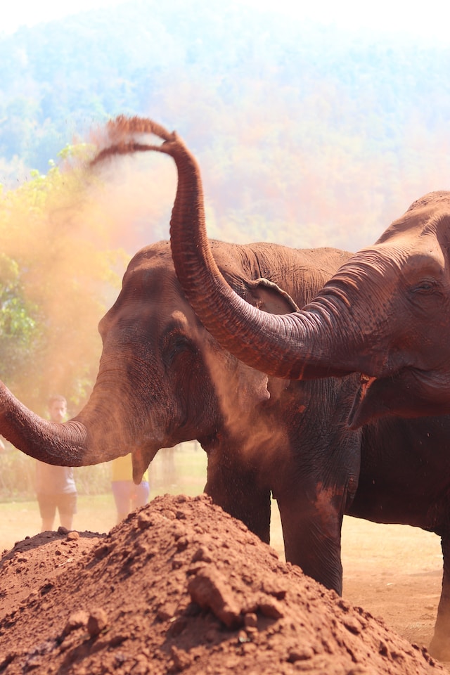 ButDansLaVie's tweet photo. Aller en Thailande 🐘 https://t.co/2Y0GGQD53m