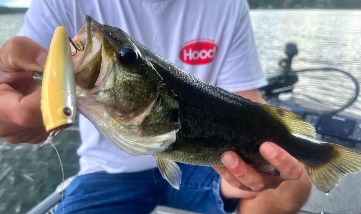 LuckyCraftUSA1's tweet photo. “When it’s hot, early morning topwater bites on the Gunfish 115NF are awesome. The easiest bait to walk and casts a mile. Zig-zagging, popping, and rattling until the bass can’t take it any longer.”-National Bass Guide Service #Gunfish115NF #BoneShad #LuckyCraft https://t.co/G2IdCE7nJy