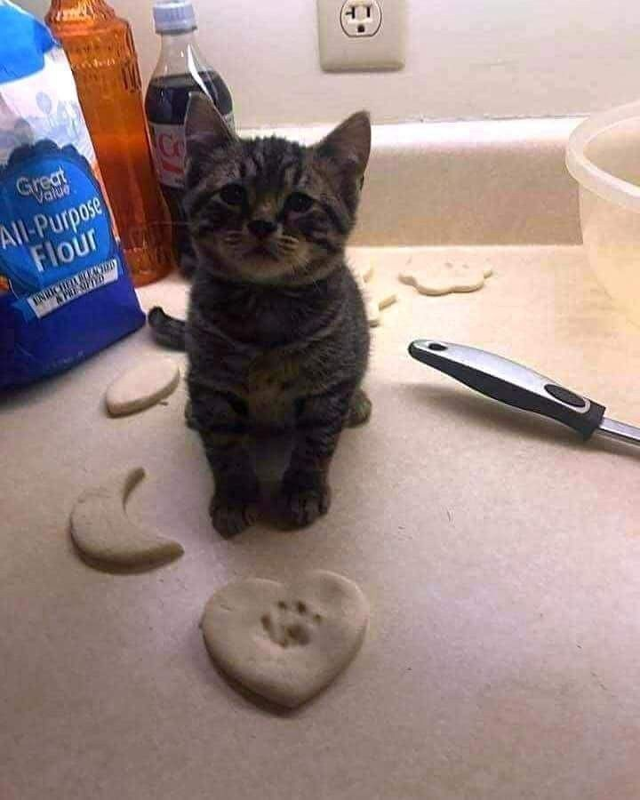 DontShowYourCat's tweet photo. first time baking, how'd he do? https://t.co/JiKhOI9JTk