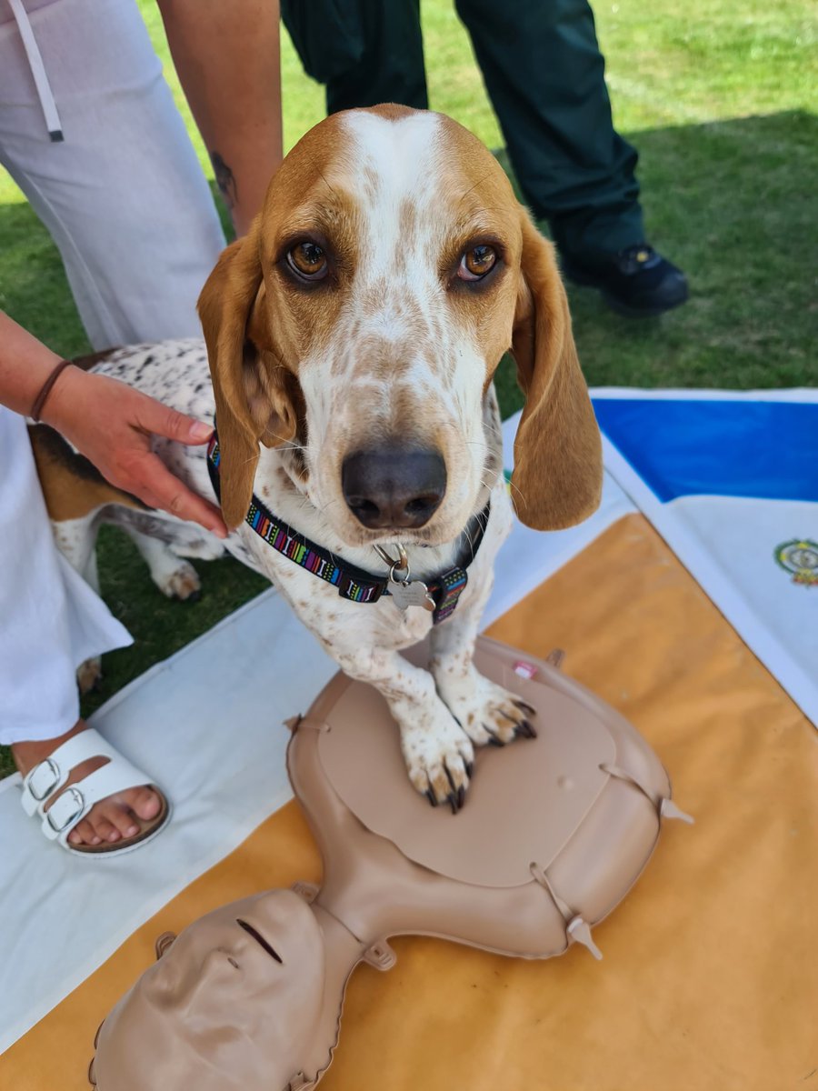 AmbuLew's tweet photo. BaileyDog knows how to do CPR!
@YorksAmbulance #BeLikeBailey https://t.co/k3qyHDzNsM