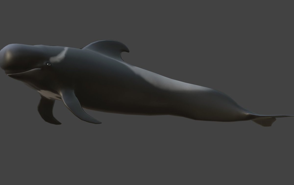 MajorGalah's tweet photo. HEY GUYS PILOT WHALE NEWS!

i have uploaded my old short fin pilot whale model to Sktechfab for FREE. It is animated with a swim animation so feel free to use it in whatever projects you want. 
https://t.co/yzzHZNhoXc

#3dart #blender #Whales #whale #Dolphins #free3D 
#3D https://t.co/ios9GQ7tGy