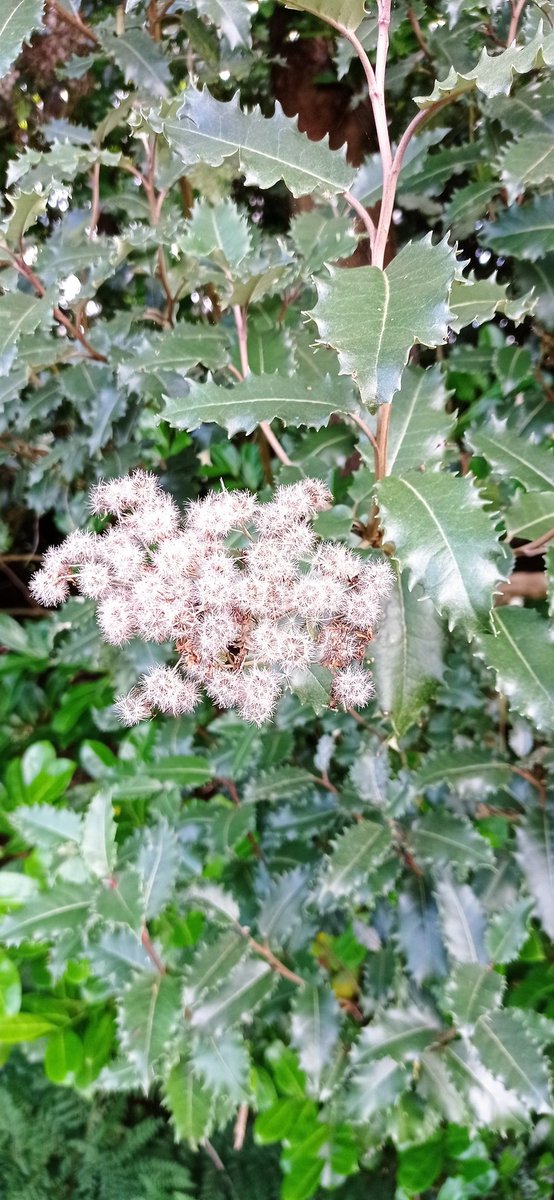 adriawildlife's tweet photo. #Botant Twitter. Who he? Leaf like a holm oak but a flower like Asteraceae. Obvs. introduced. Next to a reservoir, Co.. Antrim. https://t.co/pZFfE0WfG1