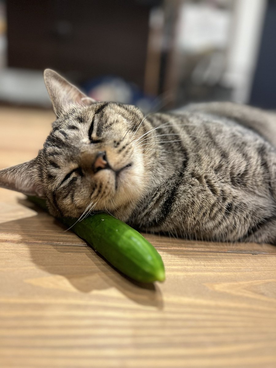 TNOKRS's tweet photo. 猫がきゅうりに驚く動画を見て、試しにだいちゃんのそばに置いてみたら…
枕にして寝ました🤣何でも枕にする猫。
#猫好きさんと繋がりがりたい 
#キジトラ https://t.co/W4KBn5nLZ7