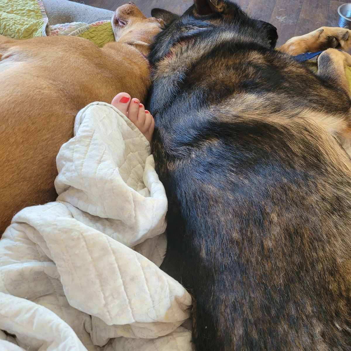 BornOnAFri's tweet photo. @PatriziaSow @gotdogonlap I would take him in a heartbeat - if you can get him to me in Illinois he can hang with these two.
So many need love
#dogs #adopt #saveGhost https://t.co/zHgJeey3VD