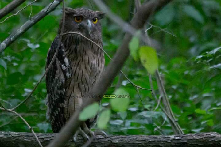 DeDhilip's tweet photo. Journey Through Wilderness-Trail That Never End
Brown Fish Owl๐ฆ๐ฆ
Photograph by - ยฉ๏ธDhilip de Alwis
Location - Ceylon (Taprobanel/Taprobana)
Area - dry zones
#awpcwild #natgeo #wildlife #wildlifephotography #nature #NaturePhotography #bbcearth #bbcwild #bbctravel https://t.co/qv2nU6VHYt