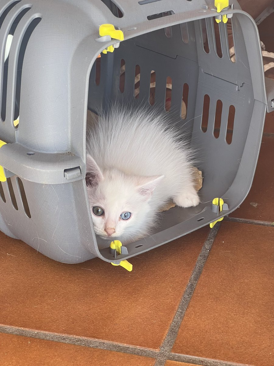 NagoreSuarez's tweet photo. Este gatito ideal busca casita. Está en Ávila pero puede viajar a Madrid y alrededores 🥺 ¿Un RT para ayudarle? https://t.co/vC6LC7IKp1
