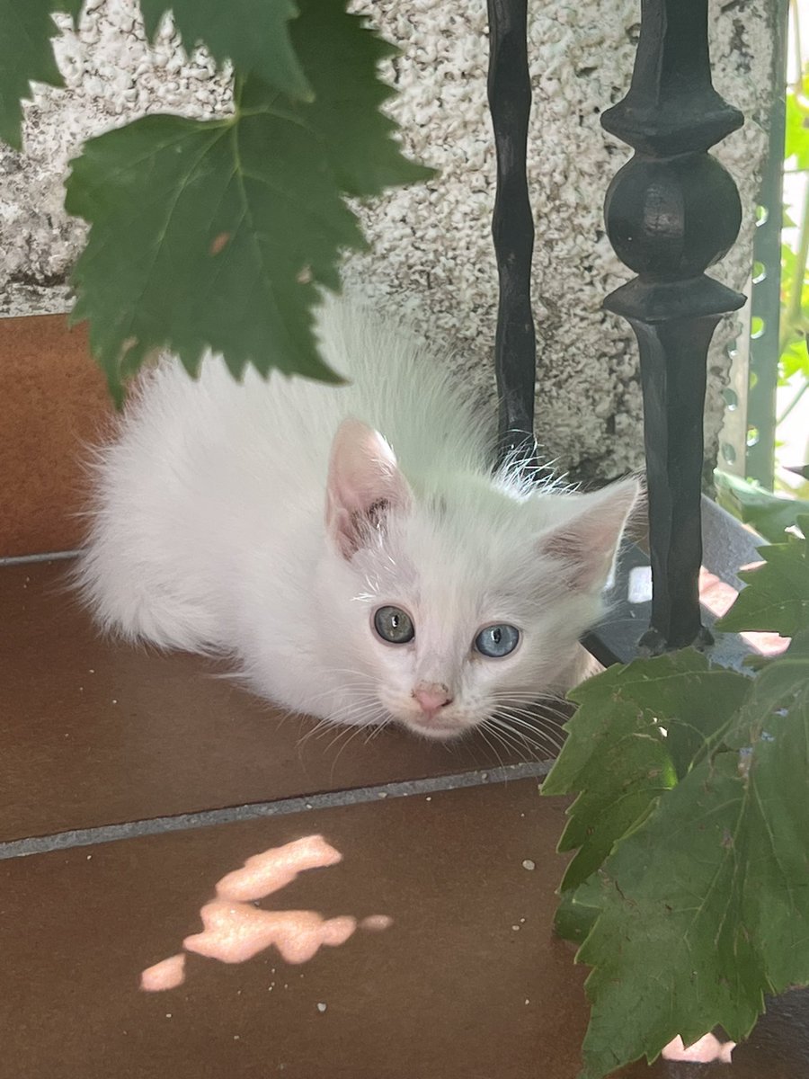 NagoreSuarez's tweet photo. Este gatito ideal busca casita. Está en Ávila pero puede viajar a Madrid y alrededores 🥺 ¿Un RT para ayudarle? https://t.co/vC6LC7IKp1
