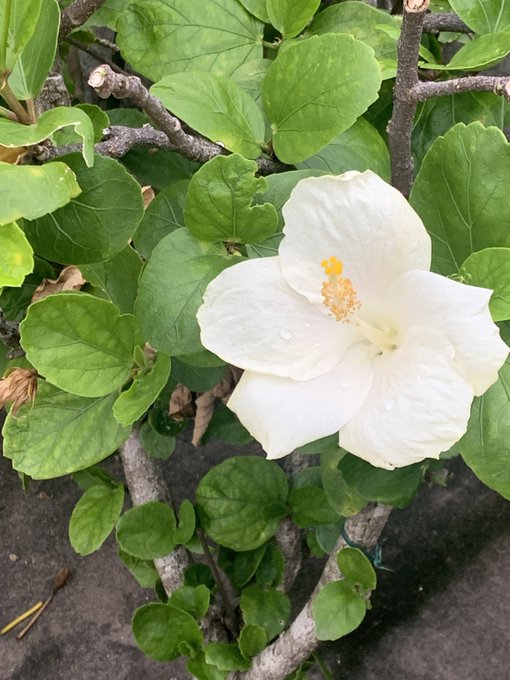 Twitterのコスプレ画像18