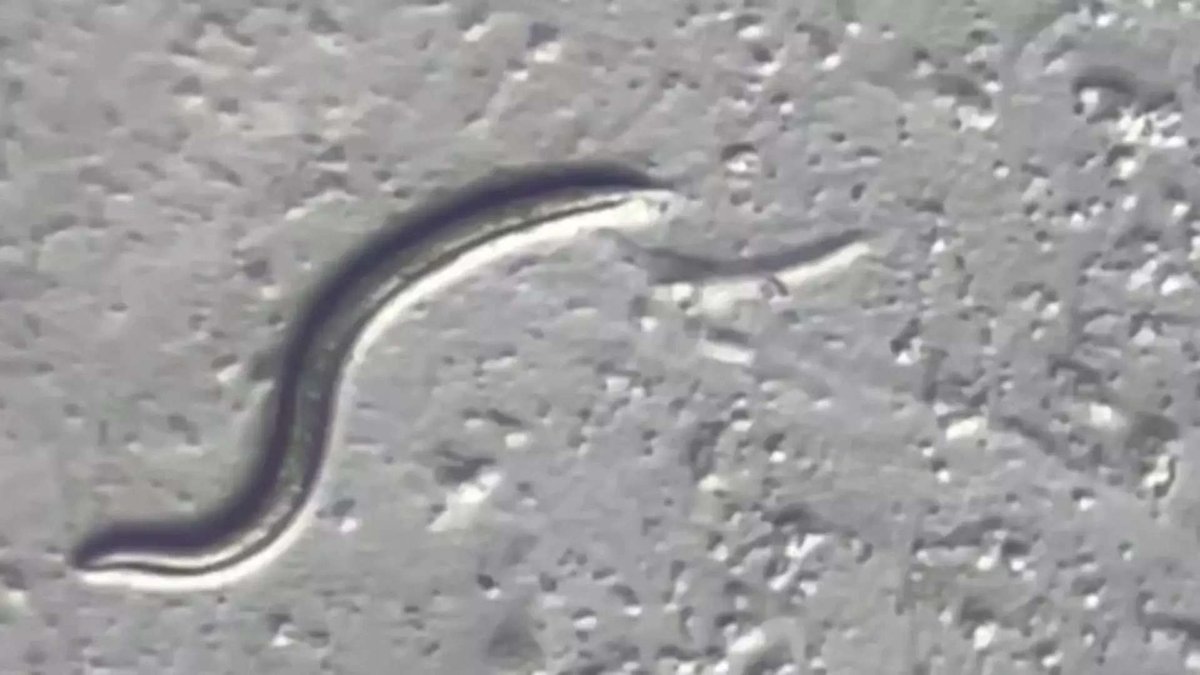 WorldIQApp's tweet photo. Scientists revive worm frozen 46,000 years ago #worldiq #StayInformed #StayInspired #StayAhead #PulseofNow https://t.co/DsUO3JoeC8 https://t.co/REJ9wXmhHf