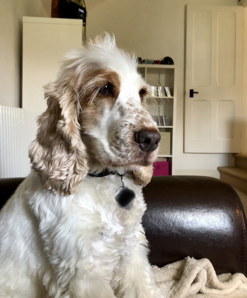 georgiawrites's tweet photo. Ralph Spaniel in pensive mode. Waiting for inspiration to strike. Aren’t we all! #amwriting #dogsoftwitter  #authorlife #writingcompanion #adoptdontshop https://t.co/ggl6HNjUK5
