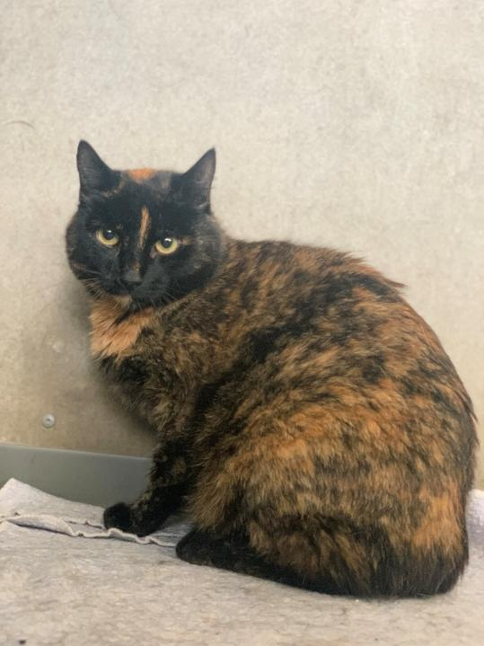 AlbinaMrazova's tweet photo. V útulku, kde dobrovolničím se říká, že trojbarevný/želvovinový kočky se adoptují méně, protože prej nejsou dost hezký a navíc se neumějí chovat.
A přitom je to taková blbost https://t.co/hTiIqXoV1f