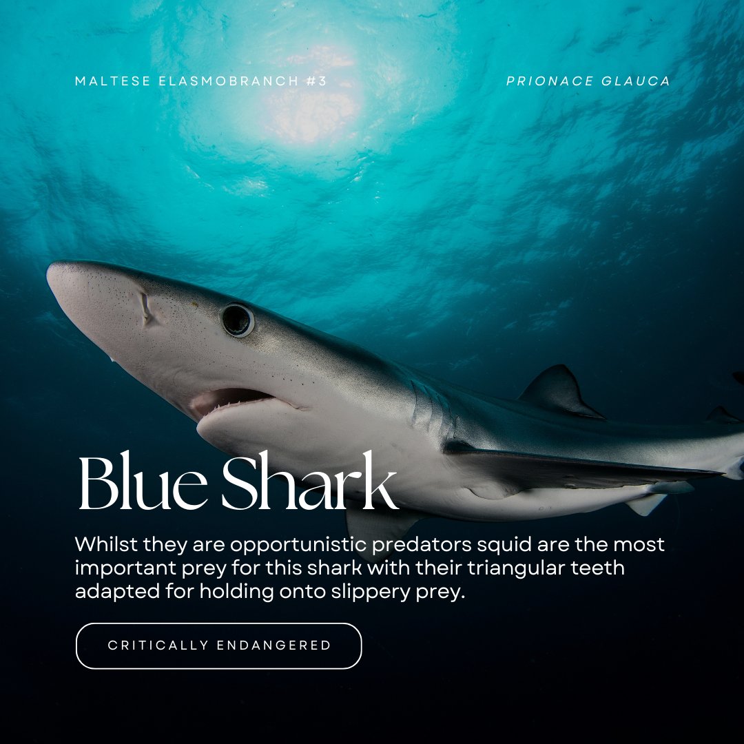 Known for their beautiful metallic blue skin, the Blue Shark is one of Malta's more common resident sharks although they can be found worldwide and they are known to migrate long distances. They are viviparous, giving birth to live young, and may have up to 100 pups at a time! 👶