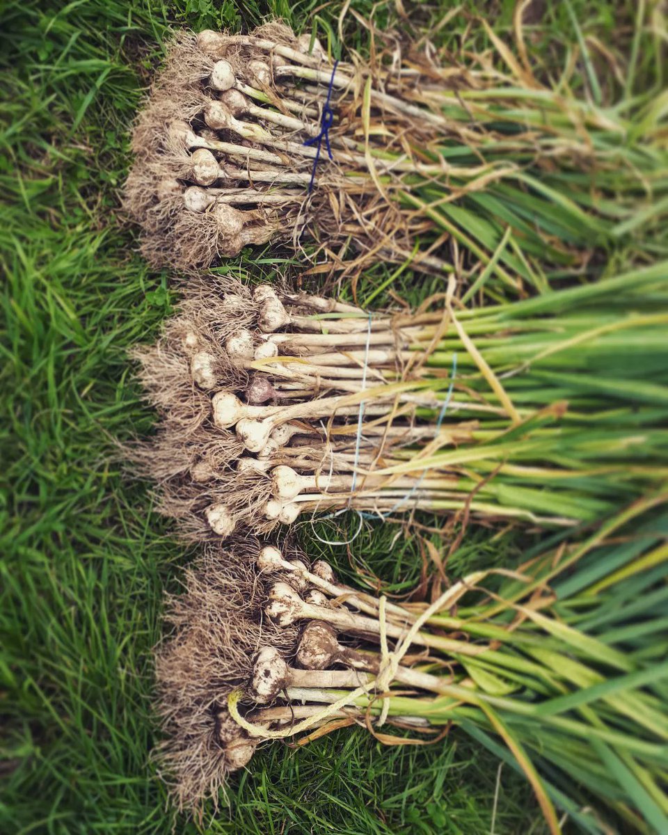 lyrabrie's tweet photo. Ahhh, garlic... 💚 https://t.co/w66GfM4LOv