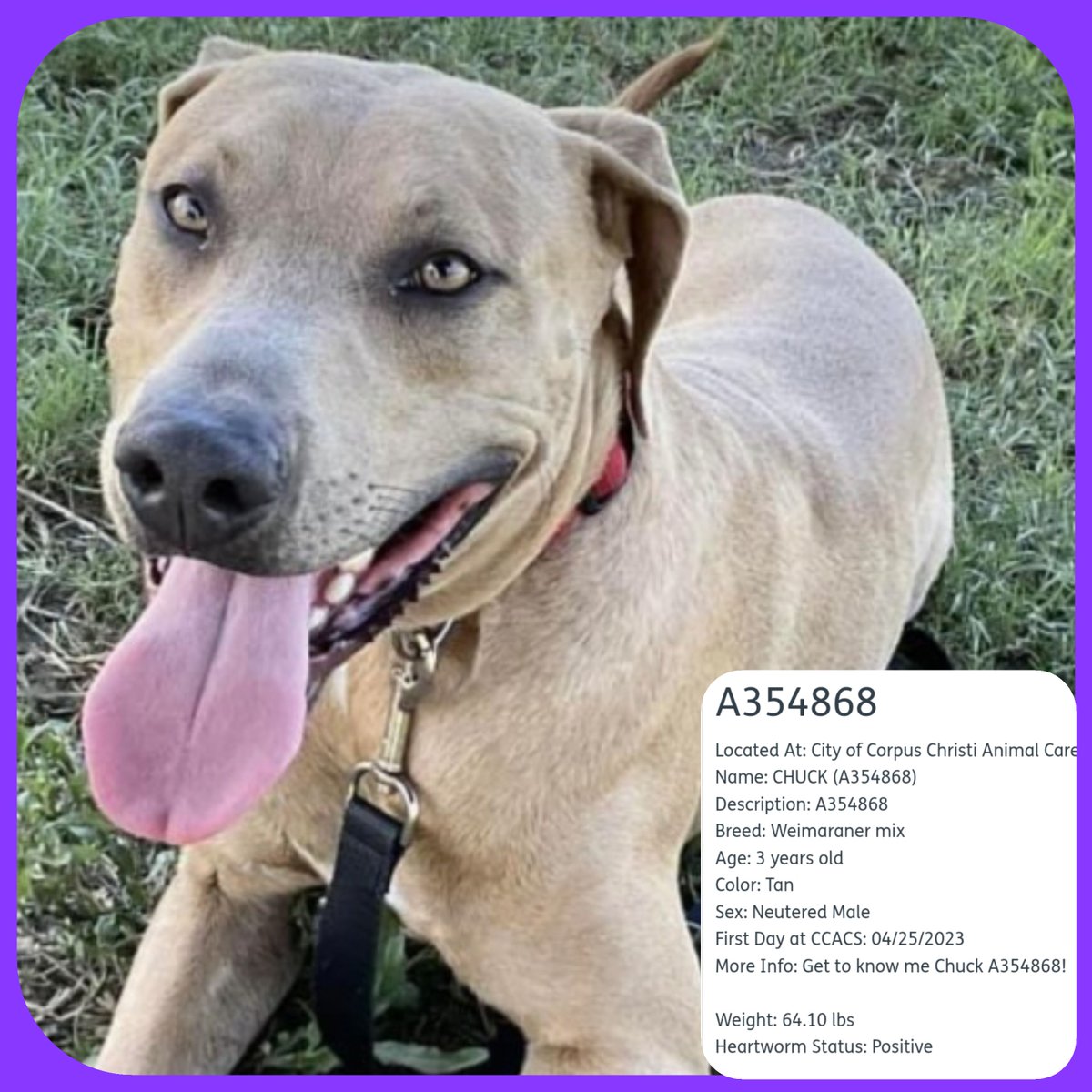 rothfarms's tweet photo. ⏰#SaveCHUCK 🐕 #A354868 DIES 8/3 noon😫

3yo Weimaraner mix HW+, HYPNOTIC eyes, good with kids and critters BUT displays anxiety. Needs OUT!🆘

Please PLEDGE for rescue OR go check him out at CORPUS CHRISTI ANIMAL CARE 📧 ccacsrescues@cctexas.com 📞 361-826-4630 https://t.co/DNzgxNNZ8N
