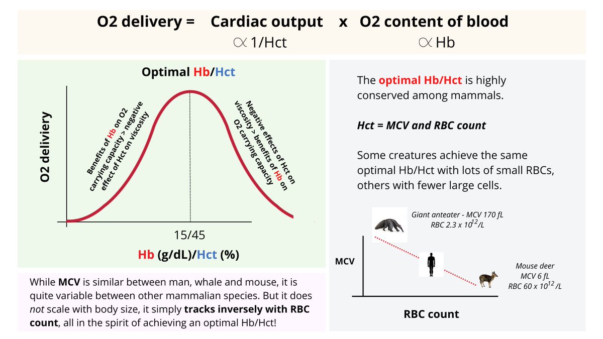 2/6 5. As Hb/Hct increases, so too does DO2 until the negative effect of Hct on DO2 offsets the positive effect of increased Hb on O2 content. 6. The peak of the curve is called the OPTIMAL Hb/Hct (about 15 g/dL and 45%, respectively) and is conserved across mammalian species.