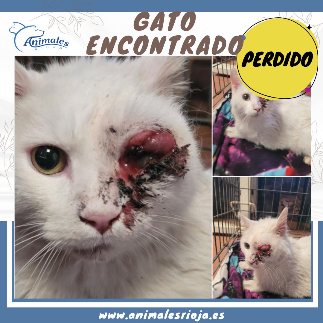 animales_rioja's tweet photo. URGENTE- ¿ALGUIEN LO RECONOCE?
Este animal ha sido encontrado en la calle escuelas pías 6 en #Murilloderioleza (#larioja)
¿Alguien lo reconoce?
Contacto: 665 61 86 28
#logroño #larioja #adopta #adoptanocompres #nocompresadopta #salvaunavida #salvaunpeludo #adoptaungato https://t.co/LkY9qsq0un